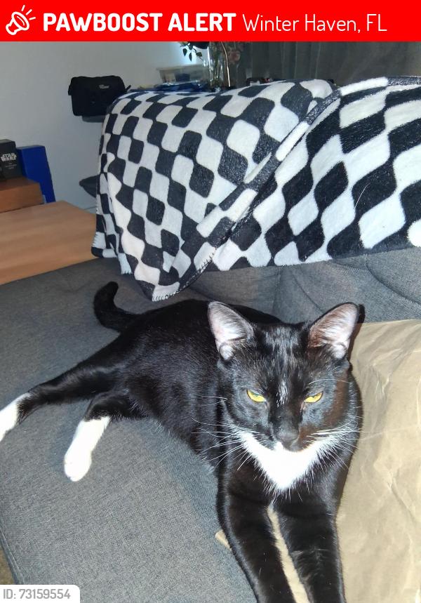 Lost Male Cat last seen CGB and E Lake Fox, Winter Haven, FL 33884