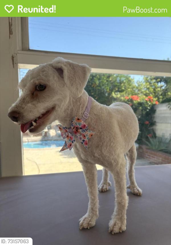 Reunited Female Dog last seen Near Lennox Ave, Panorama City, CA 91402, USA, Los Angeles, CA 91402