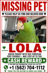 Reunited Female Bird last seen Olive Ave, Long Beach, CA 90805