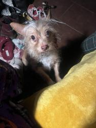 Lost Female Dog last seen Near knoll dr Redlands, Redlands, CA 92373