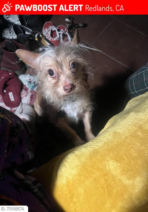 Lost Female Dog last seen Near knoll dr Redlands, Redlands, CA 92373