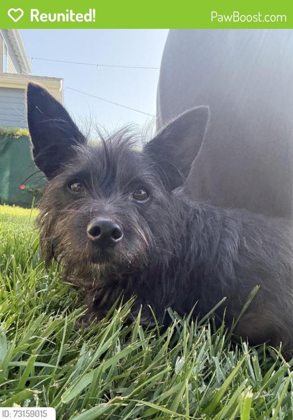 Reunited Male Dog last seen Bellevue park, Silverlake Los Angeles, Los Angeles, CA 90026