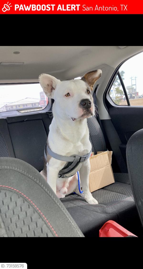 Lost Male Dog last seen Woodlake Pky and FM 78, San Antonio, TX 78244