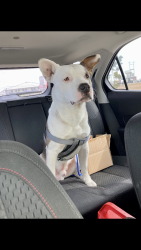 Lost Male Dog last seen Woodlake Pky and FM 78, San Antonio, TX 78244