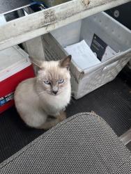 Lost Male Cat last seen I left him out play and he never came back, Greenville, SC 29617