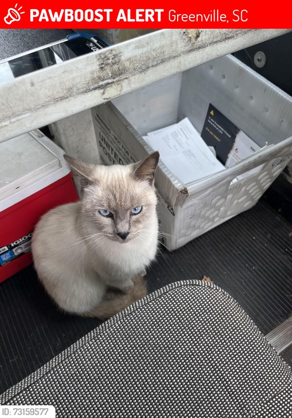 Lost Male Cat last seen I left him out play and he never came back, Greenville, SC 29617