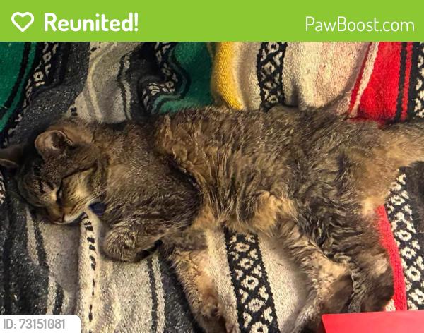 Reunited Male Cat last seen Race St. near Willow Place between Hutchinson and Greendale, Pittsburgh, PA 15218
