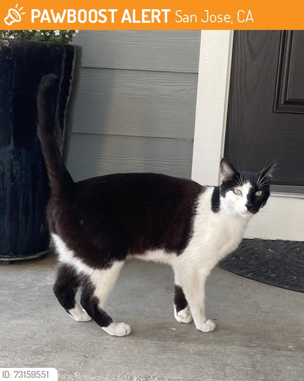 Found/Stray Male Cat last seen Capitol Expressway & Vista Park, San Jose, CA 95136