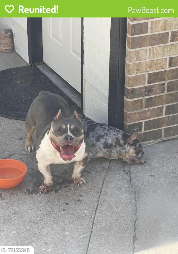 Reunited Female Dog last seen Prince street off 21st and Hillside, Wichita, KS 67214