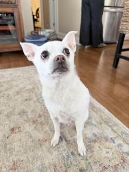 Reunited Female Dog last seen Airport blvd & Weatherford, Mobile, AL 36609