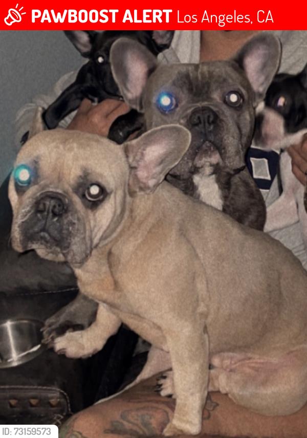 Lost Male Dog last seen Metro train and metal shop, Los Angeles, CA 90011