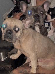 Lost Male Dog last seen Metro train and metal shop, Los Angeles, CA 90011