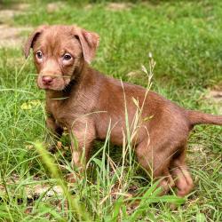 Shelter Stray Female Dog last seen , 2350 Appling City Cove, Memphis, TN 38133, USA