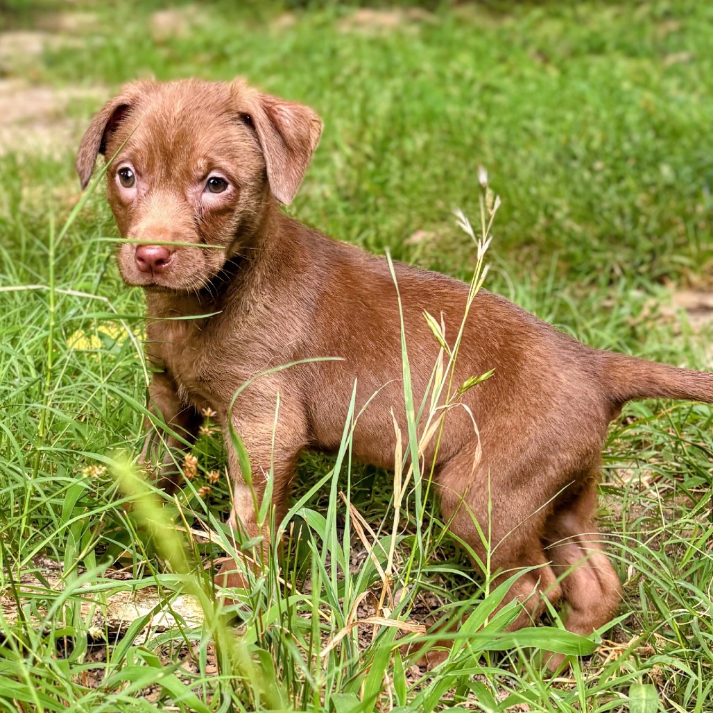 Shelter Stray Female Dog last seen , 2350 Appling City Cove, Memphis, TN 38133, USA