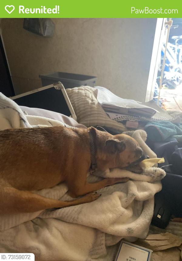 Reunited Female Dog last seen West College Ave and Richmond St, Appleton, WI 54911