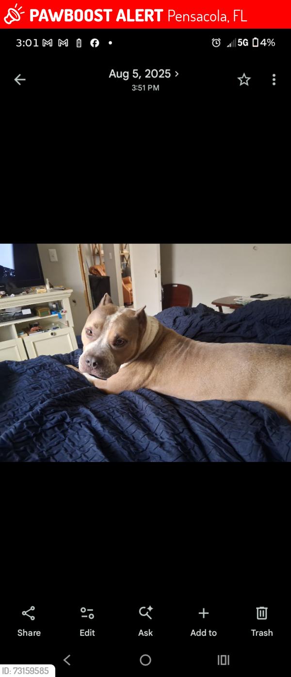 Lost Male Dog last seen Near guillemard, Pensacola, FL 32503
