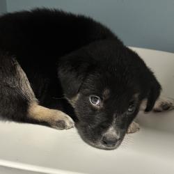 Shelter Stray Male Dog last seen , 4500 N Access Rd, Chattanooga, TN 37415, USA