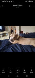 Lost Male Dog last seen Near guillemard, Pensacola, FL 32503