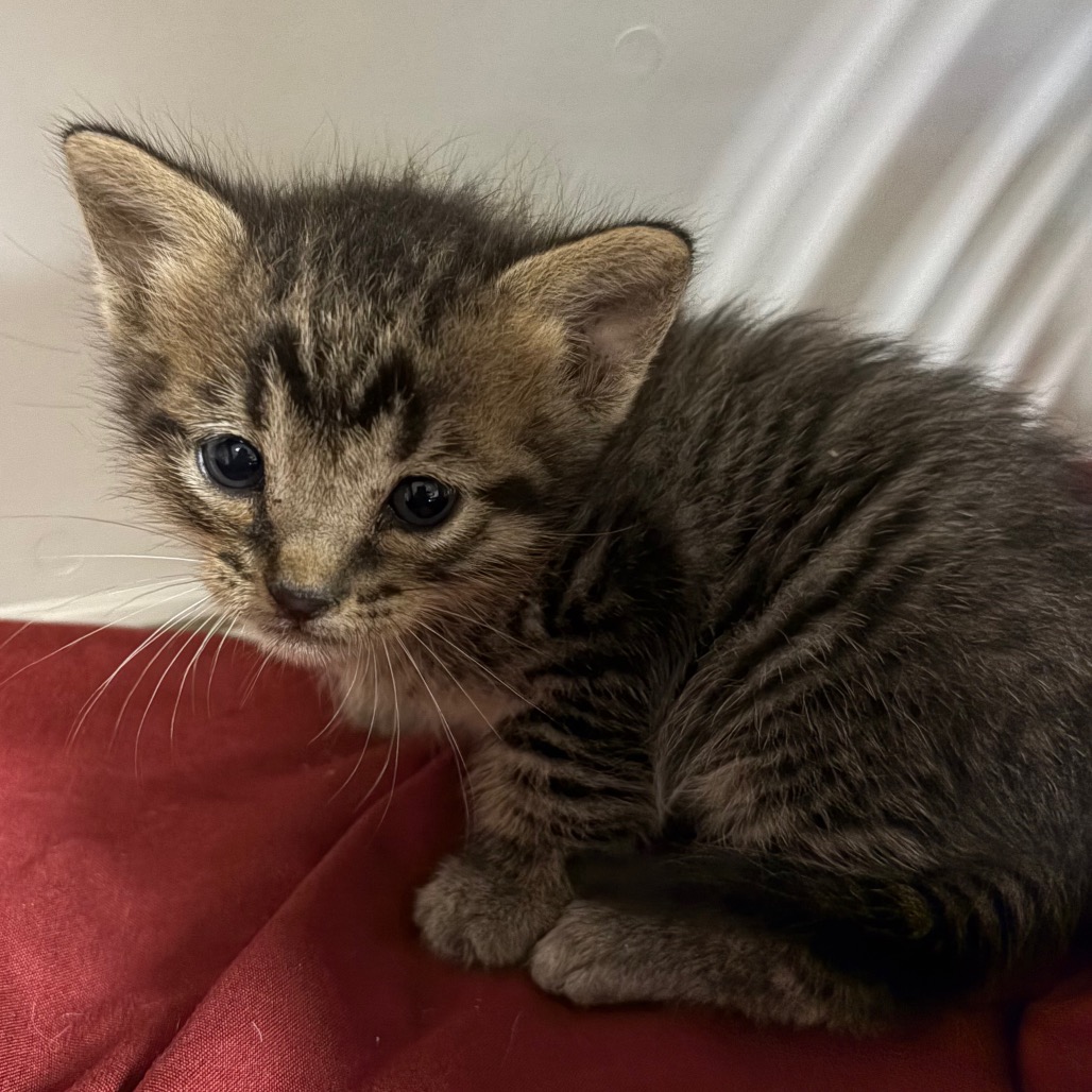 Shelter Stray Female Cat last seen , 4500 N Access Rd, Chattanooga, TN 37415, USA