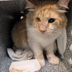 Shelter Stray Male Cat last seen , 361 S Raymond Ave, Pasadena, CA 91105, USA