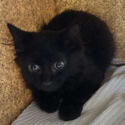 Shelter Stray Female Cat last seen , 361 S Raymond Ave, Pasadena, CA 91105, USA