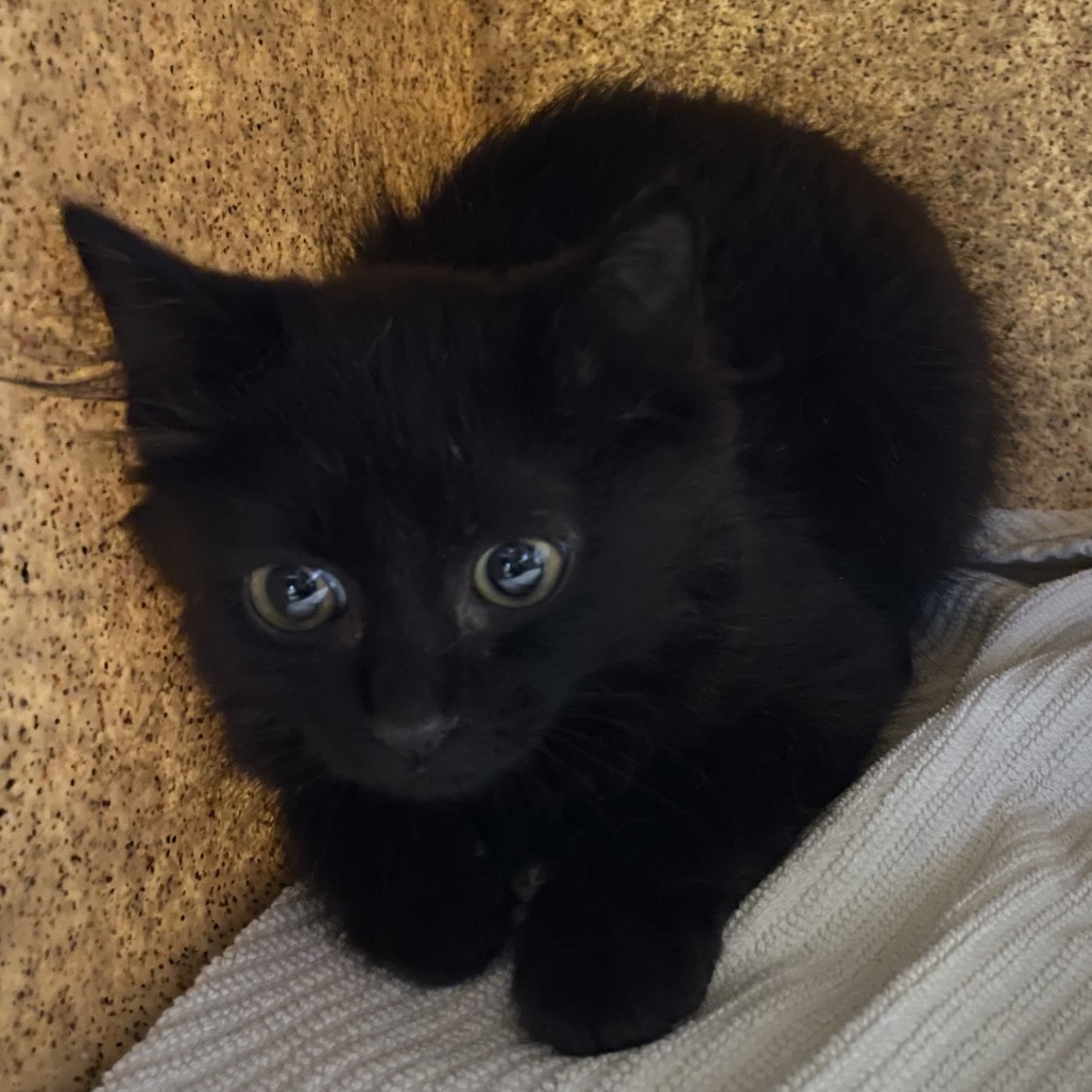 Shelter Stray Female Cat last seen , 361 S Raymond Ave, Pasadena, CA 91105, USA