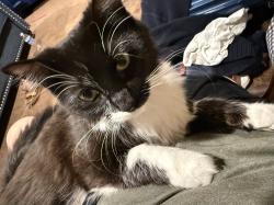 Reunited Female Cat last seen Barrack Hill, Ridgefield, CT 06877