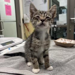 Shelter Stray Male Cat last seen , 1211 Old Graves Mill Rd, Lynchburg, VA 24502, USA