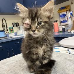 Shelter Stray Female Cat last seen , 1211 Old Graves Mill Rd, Lynchburg, VA 24502, USA