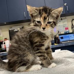 Shelter Stray Female Cat last seen , 1211 Old Graves Mill Rd, Lynchburg, VA 24502, USA