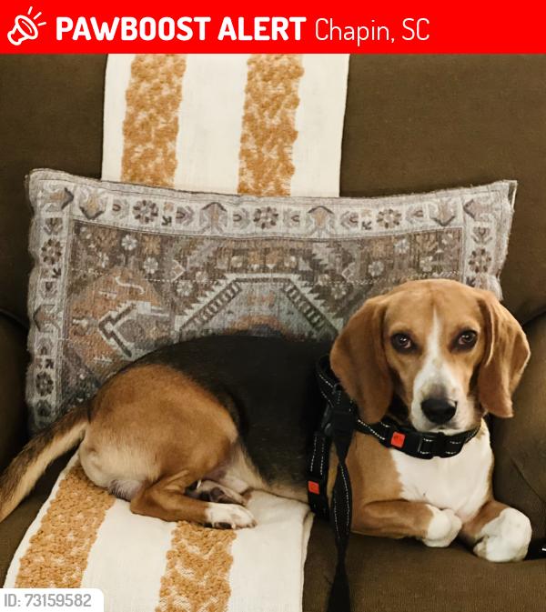 Lost Male Dog last seen Peak and old shealy, Chapin, SC 29036