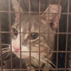 Shelter Stray Male Cat last seen , Animal Care & Control Team of Philly, 111 W Hunting Park Ave, Philadelphia, PA 19140, USA