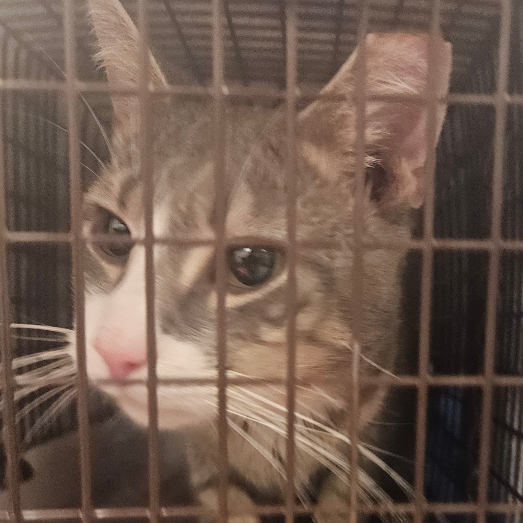 Shelter Stray Male Cat last seen , Animal Care & Control Team of Philly, 111 W Hunting Park Ave, Philadelphia, PA 19140, USA