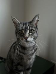 Lost Female Cat last seen Glasgow court, Los Angeles, CA 90045