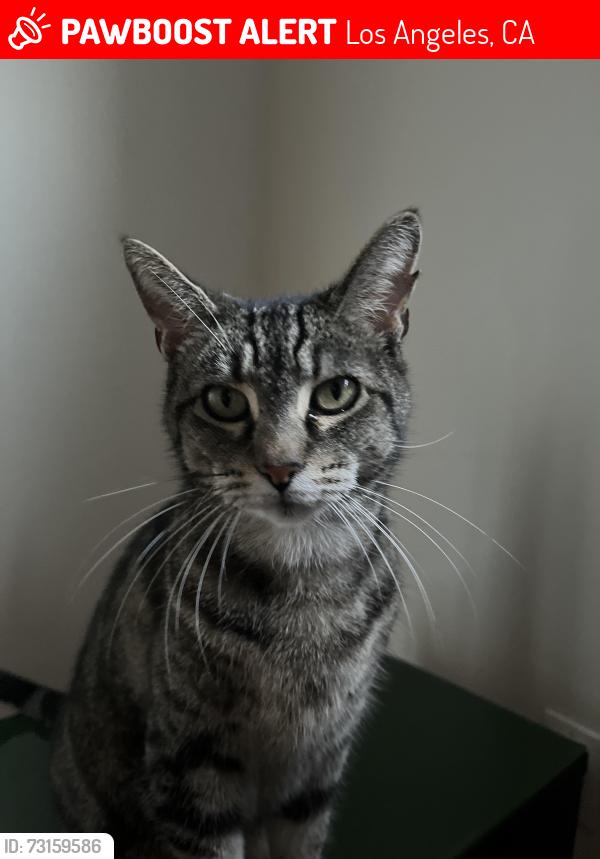 Lost Female Cat last seen Glasgow court, Los Angeles, CA 90045