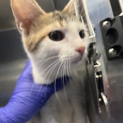 Shelter Stray Unknown Cat last seen , 980 Guilford College Rd, Greensboro, NC 27409, USA