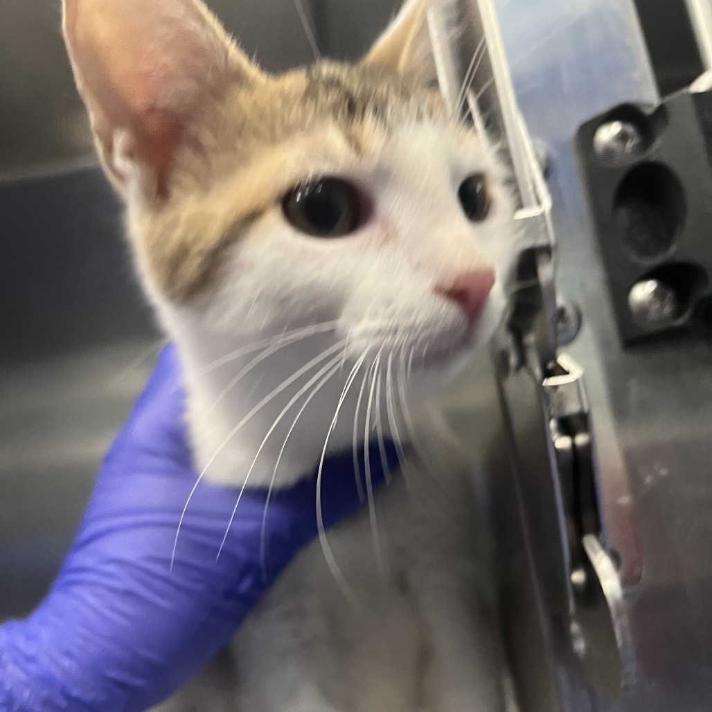 Shelter Stray Male Cat last seen , 980 Guilford College Rd, Greensboro, NC 27409, USA