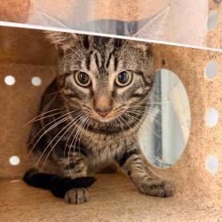 Shelter Stray Male Cat last seen , Animal Care & Control Team of Philly, 111 W Hunting Park Ave, Philadelphia, PA 19140, USA