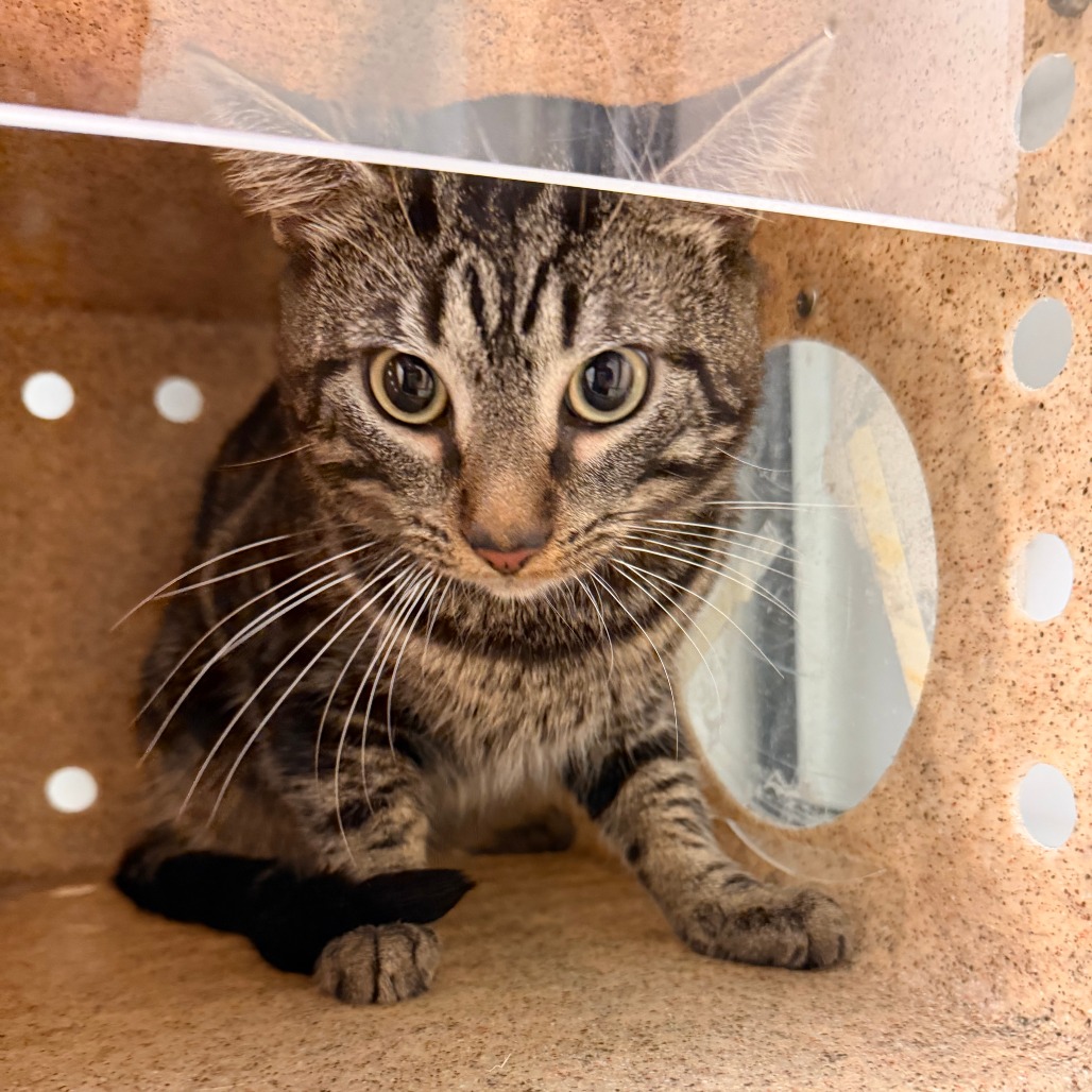 Shelter Stray Male Cat last seen , Animal Care & Control Team of Philly, 111 W Hunting Park Ave, Philadelphia, PA 19140, USA
