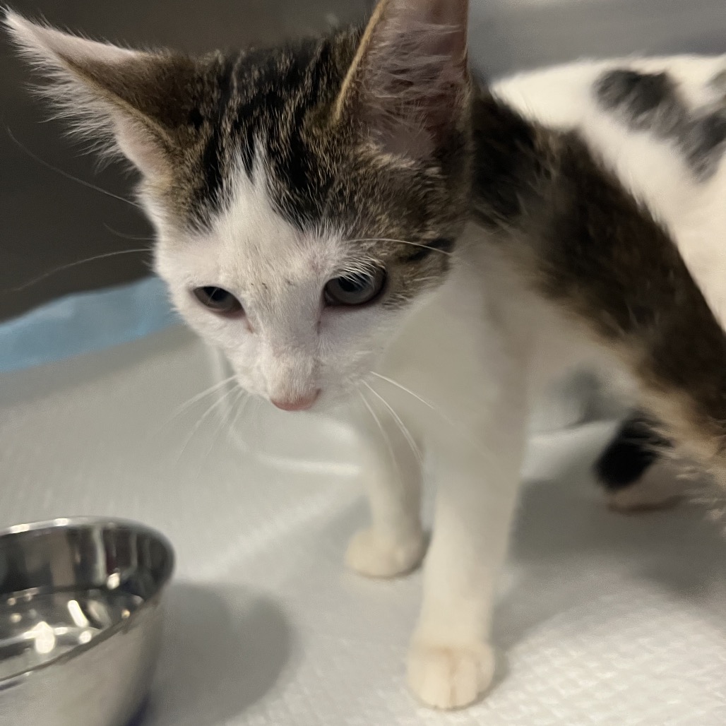 Shelter Stray Male Cat last seen , 980 Guilford College Rd, Greensboro, NC 27409, USA
