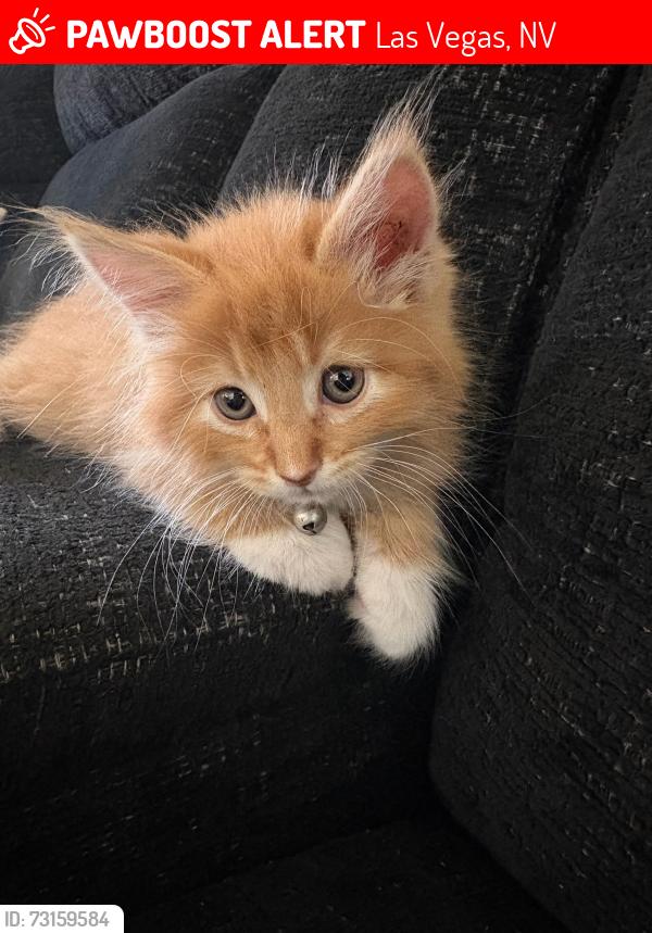 Lost Male Cat last seen Charleston/Stewart & Fogg, Las Vegas, NV 89110