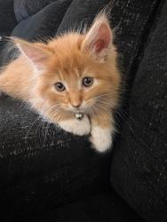 Lost Male Cat last seen Charleston/Stewart & Fogg, Las Vegas, NV 89110