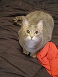 Lost Female Cat last seen Lewis Drive, Pearland, TX 77584