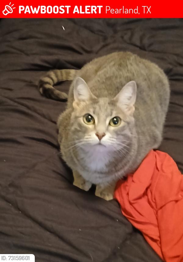Lost Female Cat last seen Lewis Drive, Pearland, TX 77584
