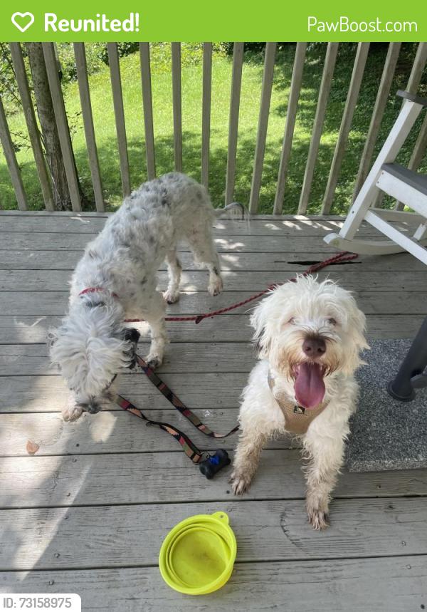 Reunited Female Dog last seen Settlers pond way, Knoxville, TN 37923