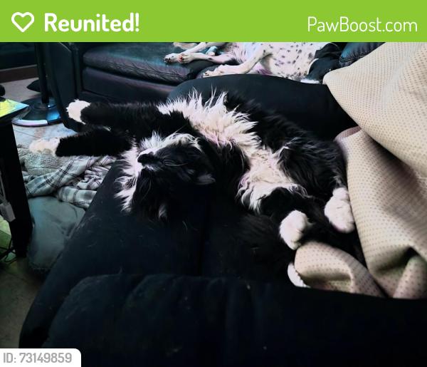 Reunited Male Cat last seen Irving, Grant, Everette, Dartmouth, NS 