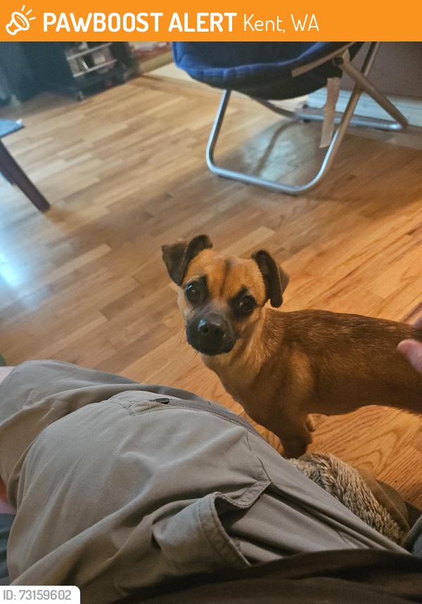 Found/Stray Female Dog last seen Veterans Drive and Military Rd, Kent, WA 98032