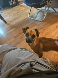 Found/Stray Female Dog last seen Veterans Drive and Military Rd, Kent, WA 98032