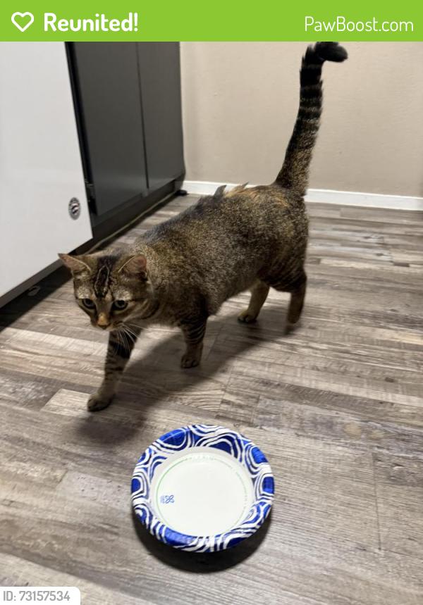 Reunited Female Cat last seen The Retreat at College Hills, San Angelo, TX 76904