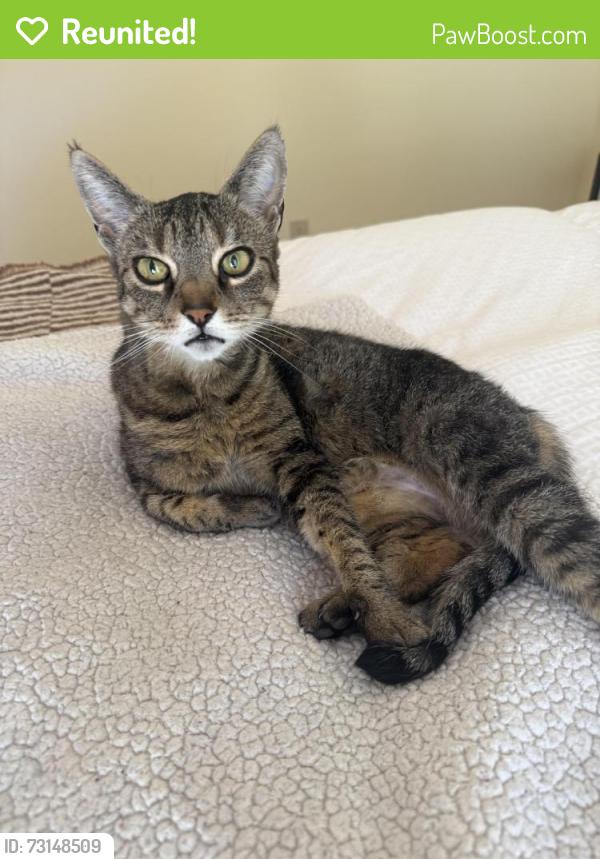 Reunited Female Cat last seen Baldwin Drive and Cliff Drive, Aptos, CA 95003